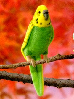 Stuffed Green Budgerigar