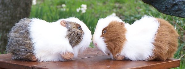 Hansa Stuffed Plush Guinea Pigs