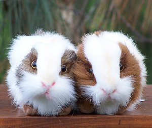 Hansa Stuffed Plush Guinea Pigs