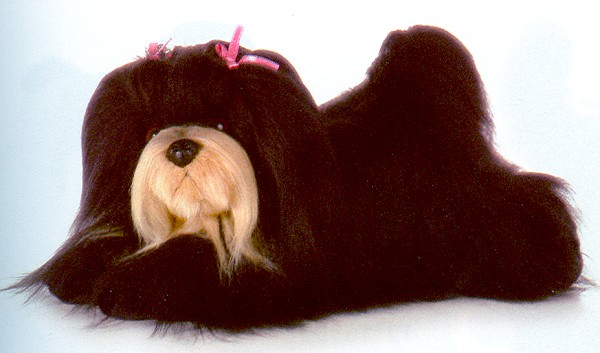 stuffed lhasa apso dog