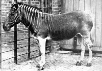 Quagga in The London Zoo, 1870