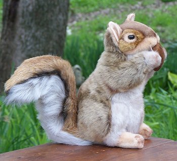 stuffed red squirrel taxidermy