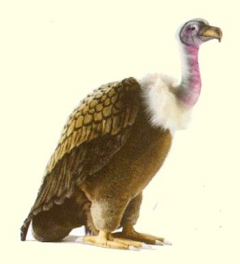 plush vulture