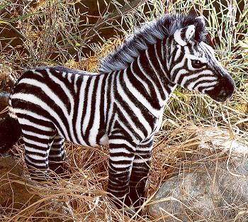 Kosen Stuffed Plush Zebra